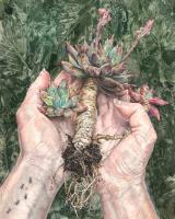Succulent